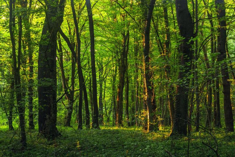 Symbolbild zum Thema "ESG - Nachhaltig investieren": ein dichter, grüner Wald.